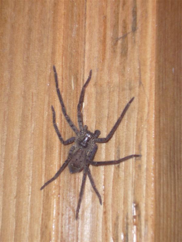 Pet Spider